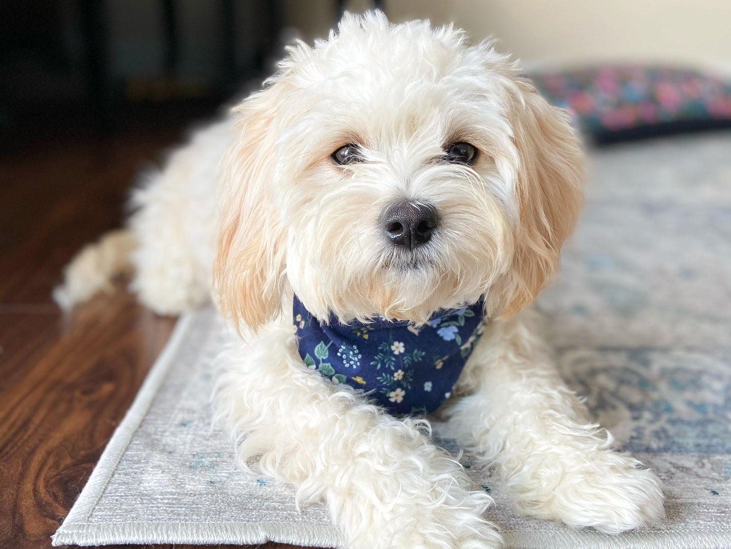 "Solid Color" Dog Bandana