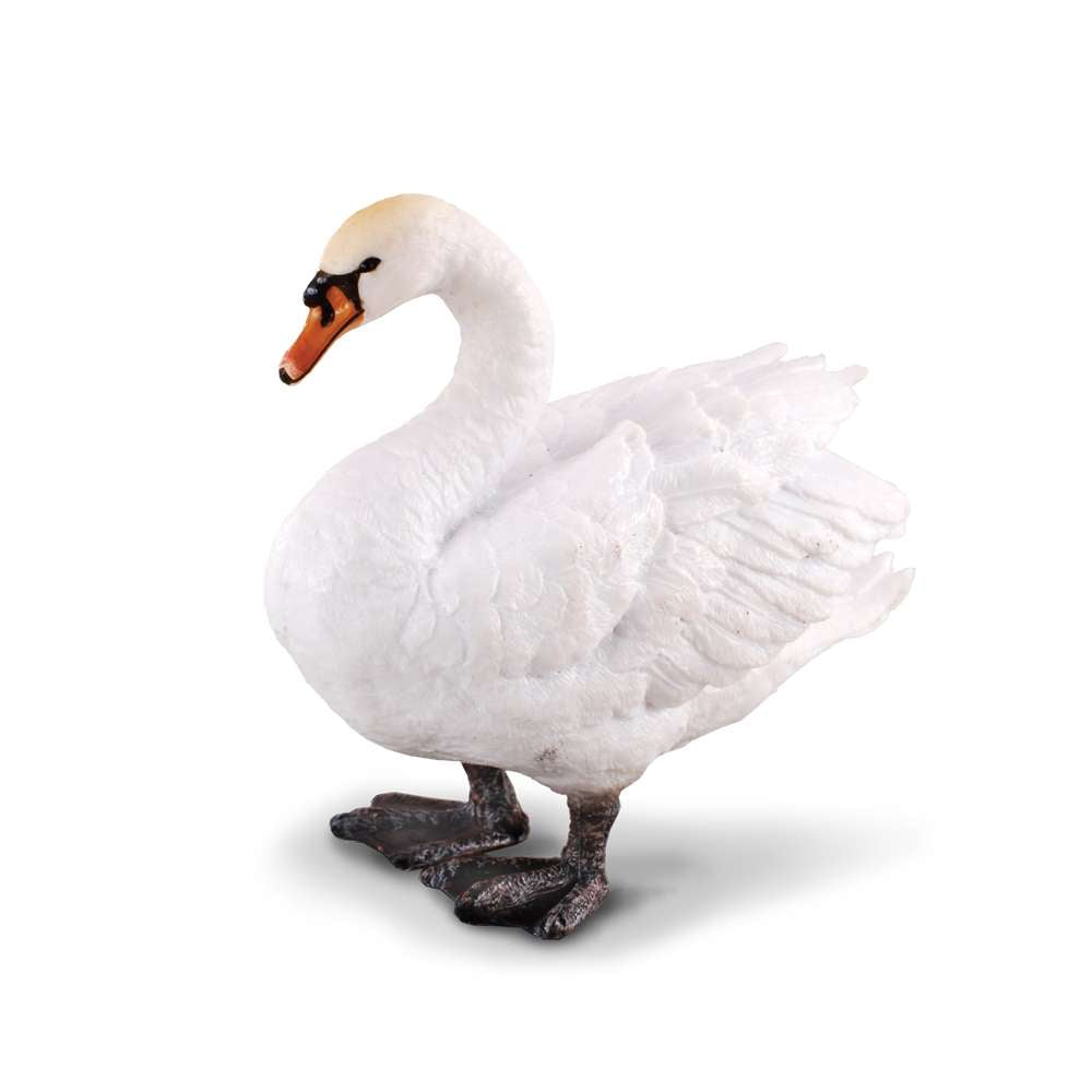 Mute Swan